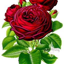 Оригинал схемы вышивки «Красная роза» (№2036439)