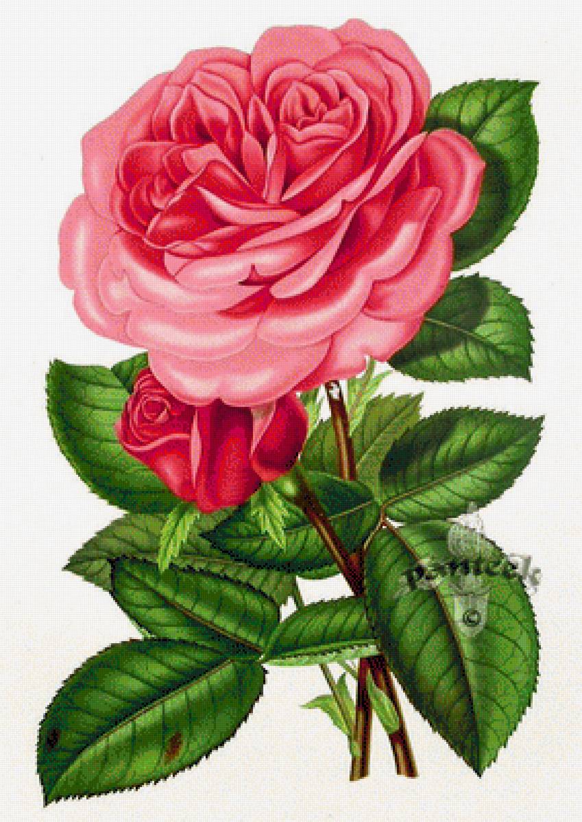 Розовая роза - роза, цветы - предпросмотр