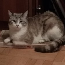 Схема вышивки «Харви»