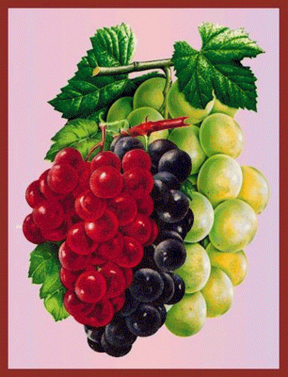 Виноград - ягоды, виноград - предпросмотр