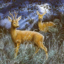 Вечерняя прогулка