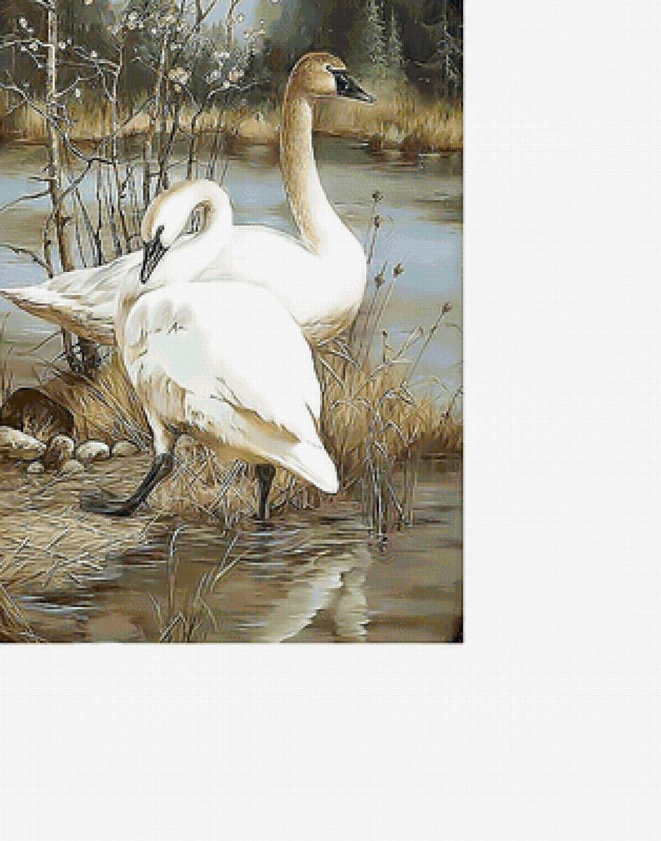 пара лебедей - лес, река, птицы., вода, лебеди - предпросмотр