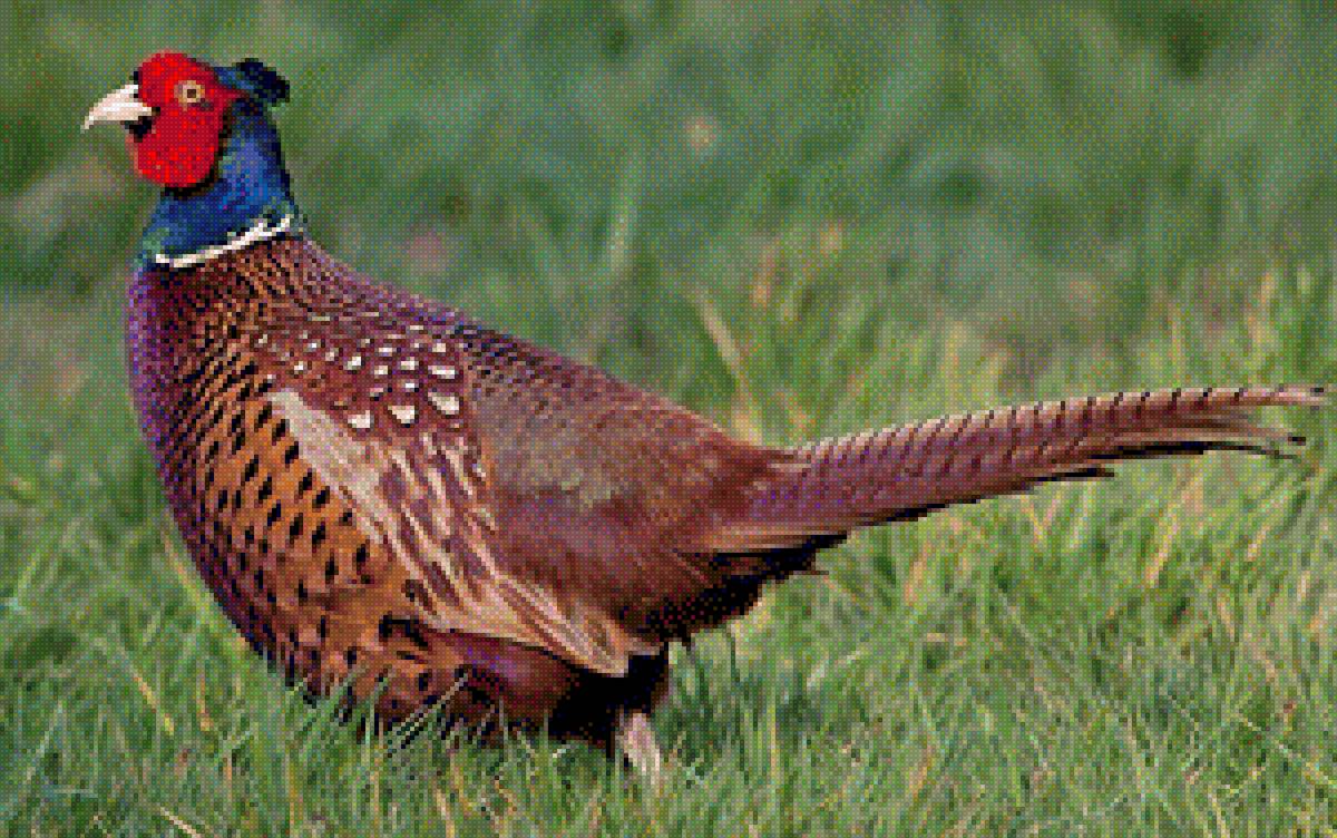 fazant 1 - предпросмотр