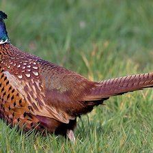 Схема вышивки «fazant 1»