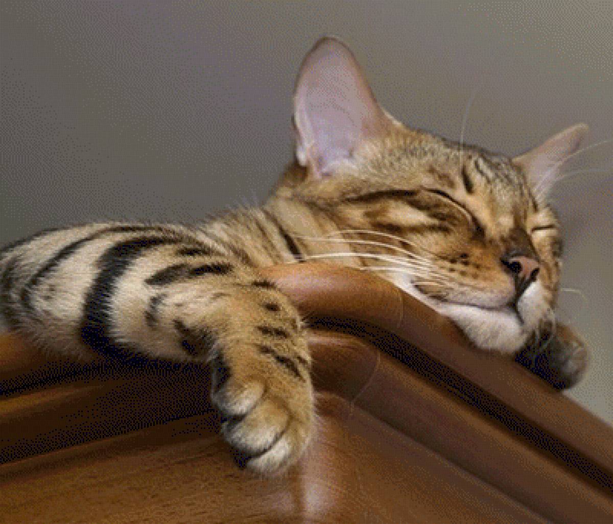 Аккуратный кот. Бенгальский кот. Спящий бенгальский кот. Бенгальский кот на шкафу. Кот лежит.