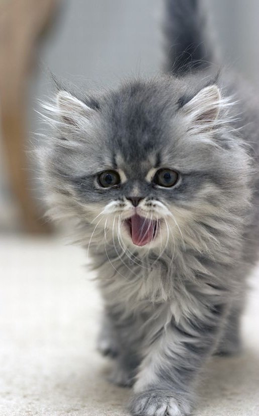 Мама,ты где? - животные, кошки, котенок - оригинал