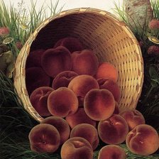 Схема вышивки «персики»