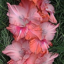 Схема вышивки «цветы»