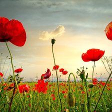 Схема вышивки «маки»