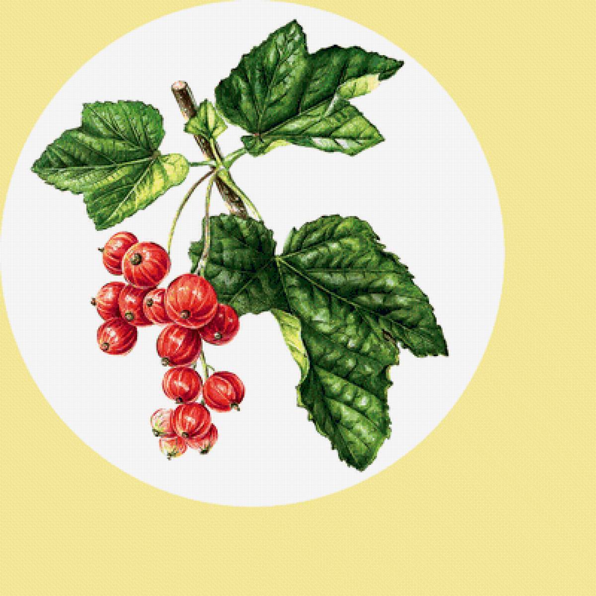 Серия "Фруктово-ягодная". Смородина - ягоды, фрукты, смородина - предпросмотр