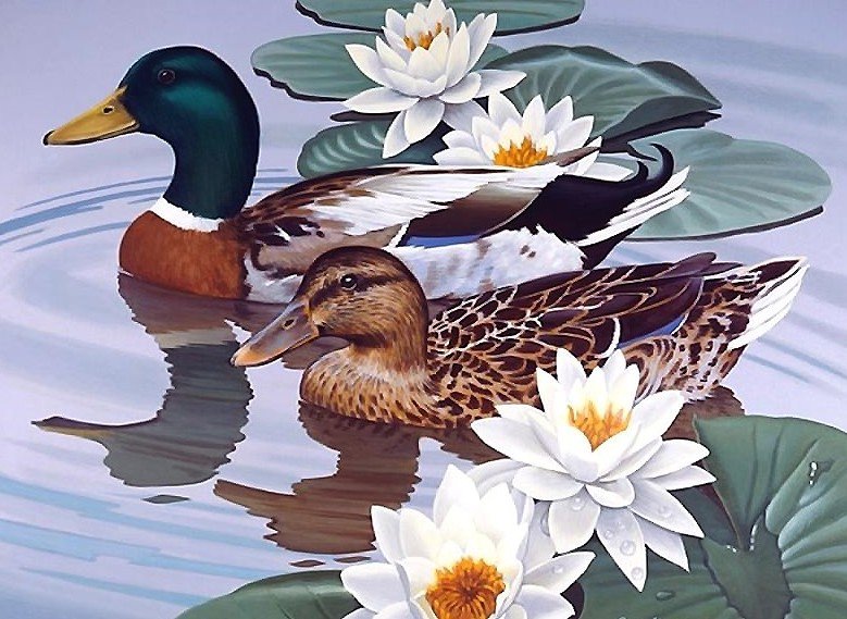 утки - птицы - оригинал
