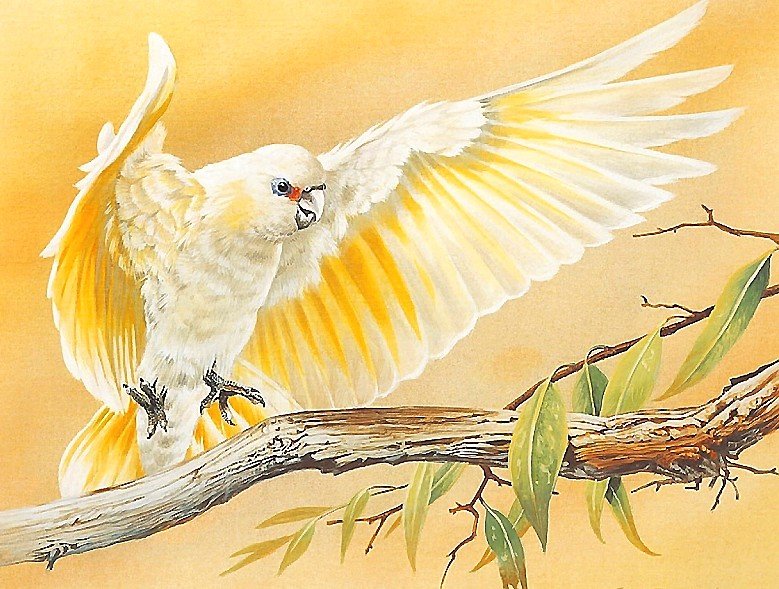 белый попугай - птицы - оригинал
