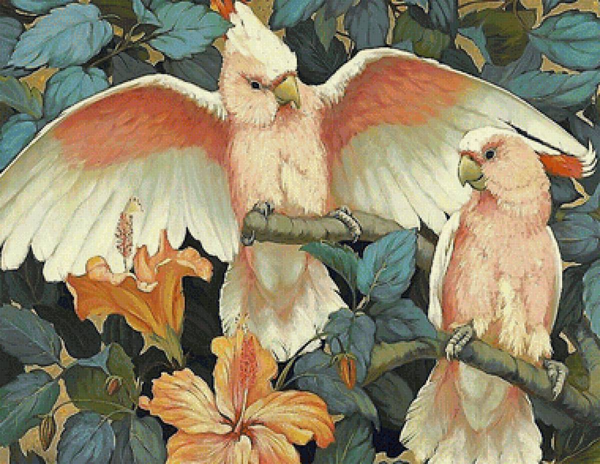 папугаи какаду - птицы - предпросмотр