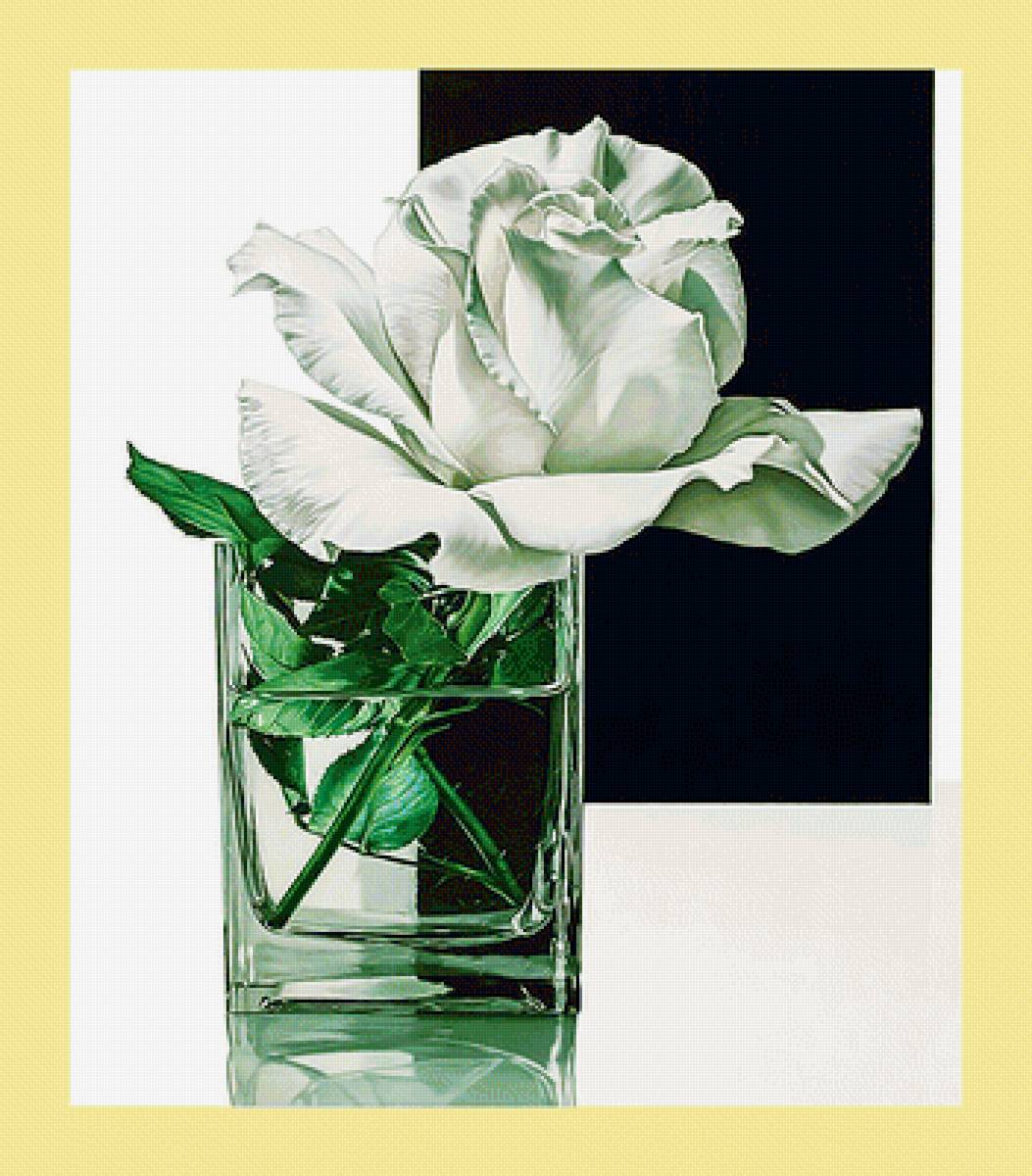 Серия "Розы". - флора, цветы, розы - предпросмотр