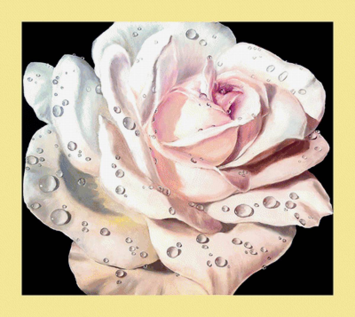 Серия "Розы". - цветы, флора, розы - предпросмотр