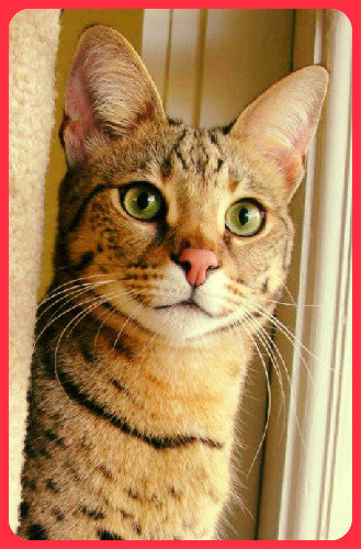 Ожидание - кошки, животные - оригинал