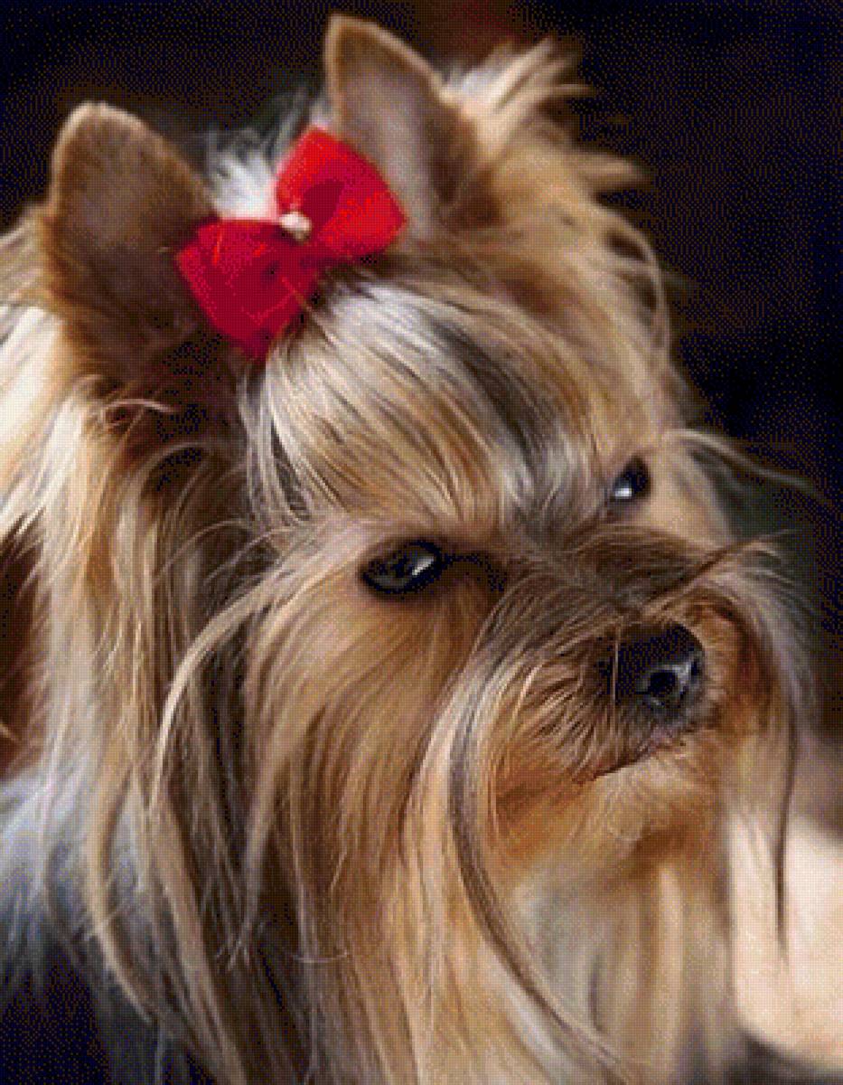 Грустно - собаки, животные - предпросмотр