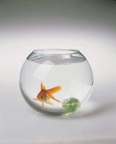 аквариум - вода, золотая рыбка, аквариум - оригинал