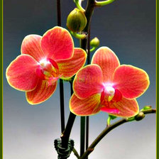 Схема вышивки «Орхидея»