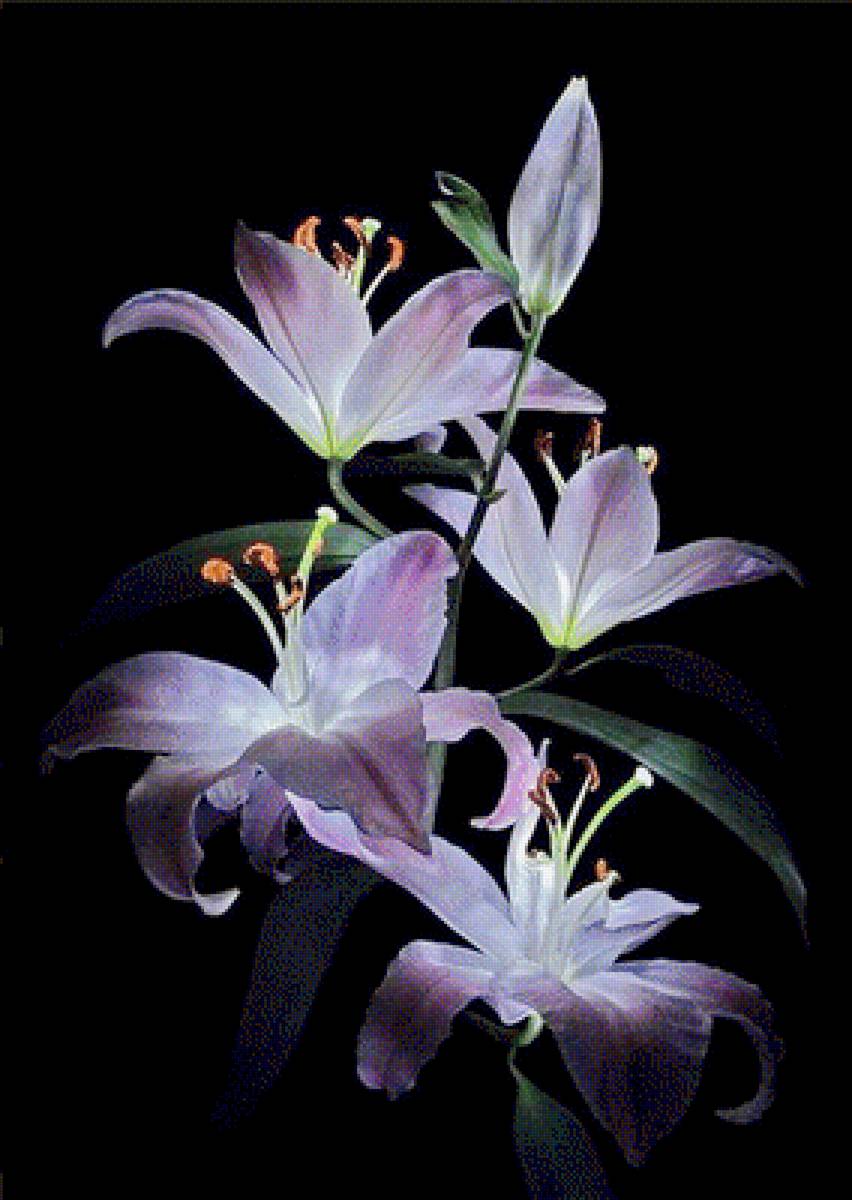 Лилии на черном - лилия, цветы - предпросмотр