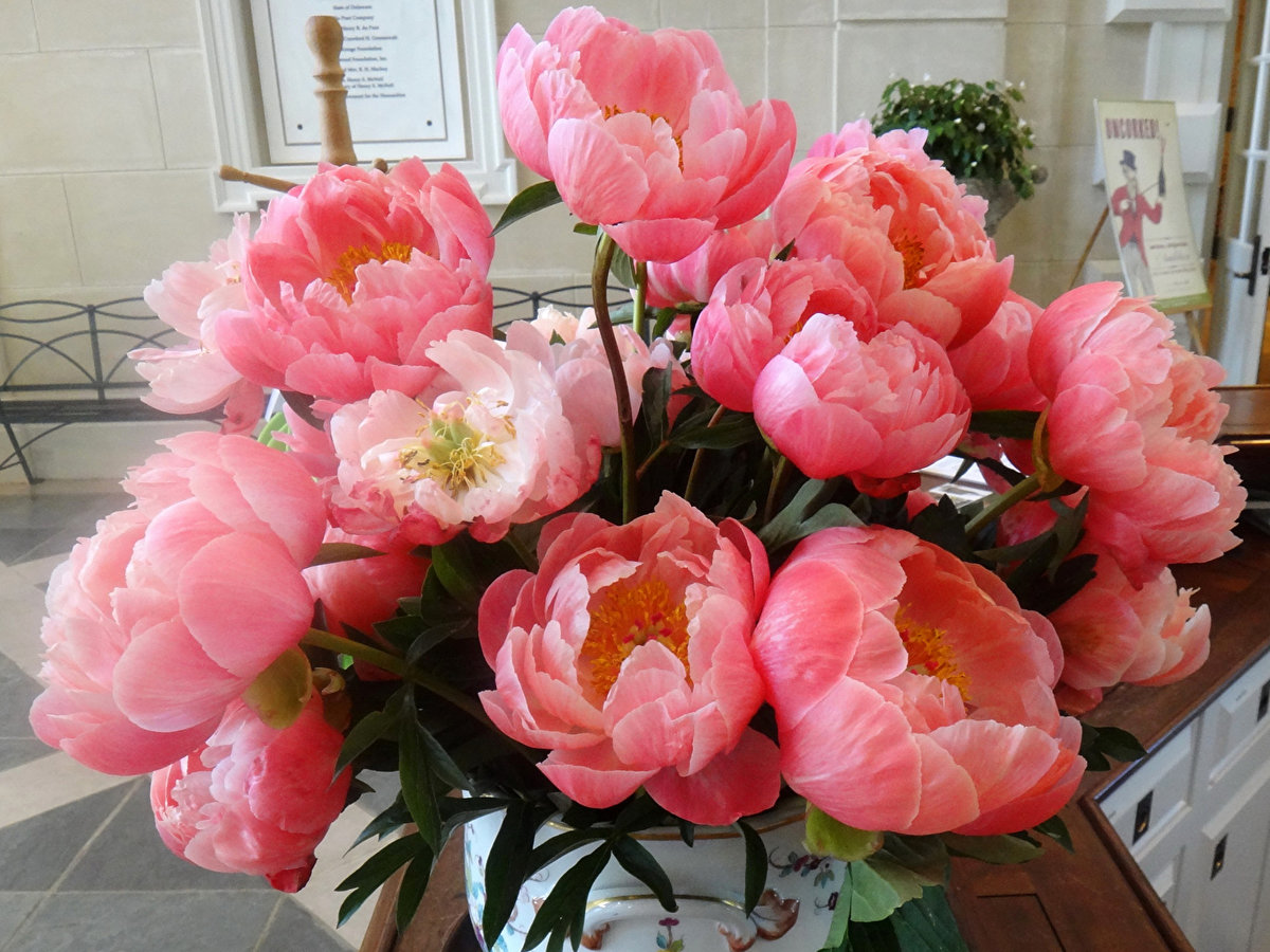 пионы - оригинал