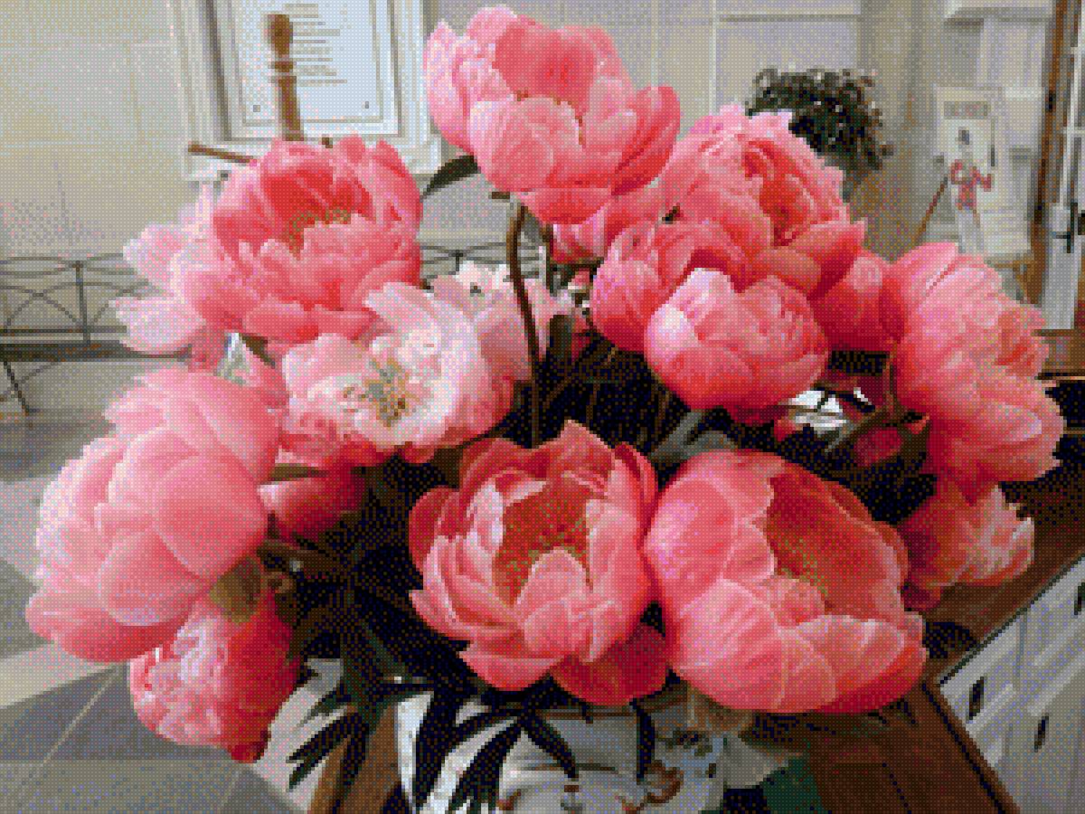 пионы - предпросмотр