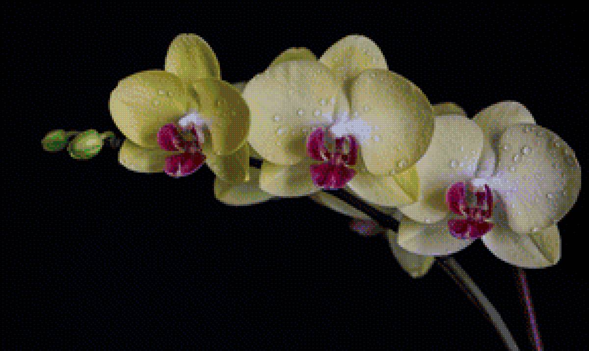 орхидея - предпросмотр