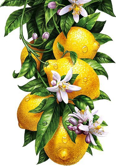 №2040084 - оригинал