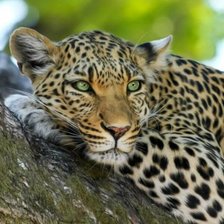 Схема вышивки «№2040091»