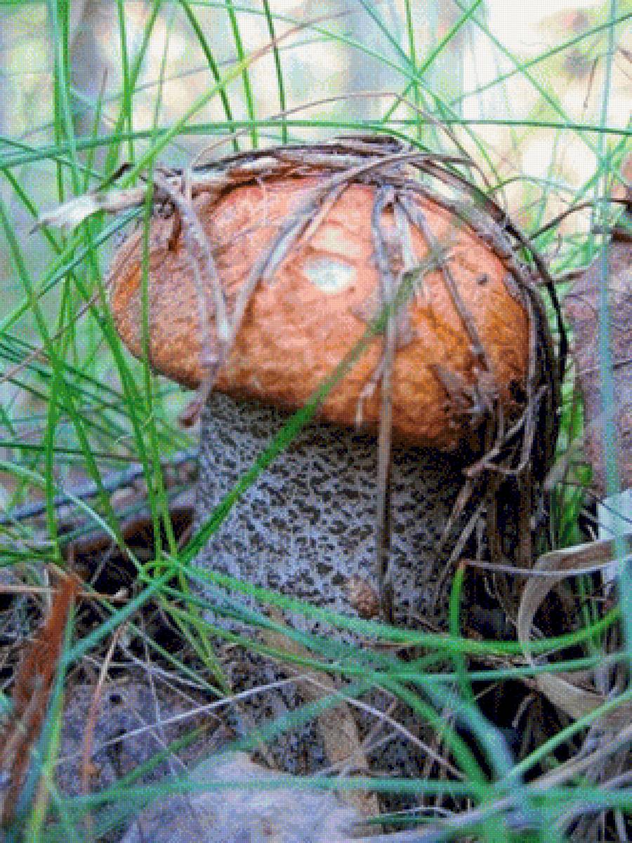 Под травкой - грибы, подосиновик - предпросмотр