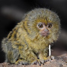 Схема вышивки «№2040094»