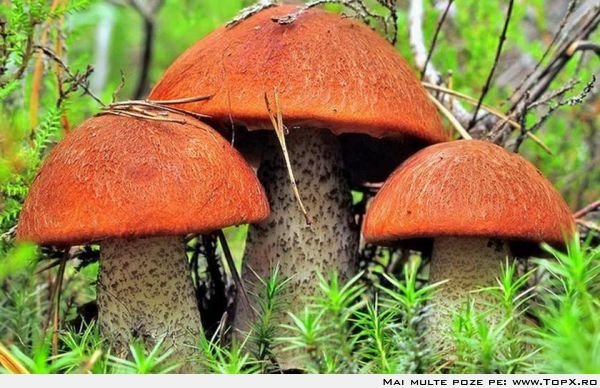 Вот такие крепыши - подосиновик, грибы - оригинал