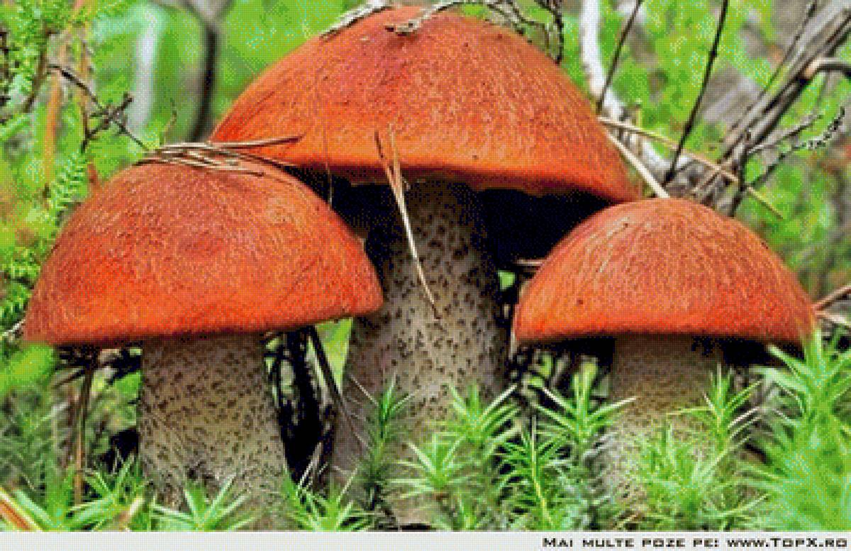 Вот такие крепыши - грибы, подосиновик - предпросмотр