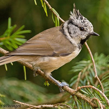 Схема вышивки «№2040098»