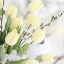 Схема вышивки «нежные тюльпаны»