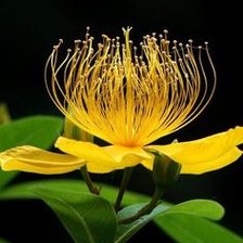 Схема вышивки «красота»