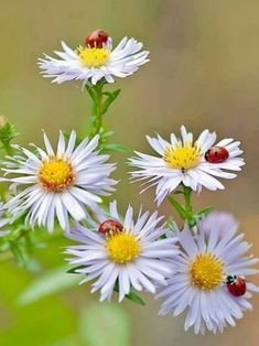 ромашки - цветы - оригинал