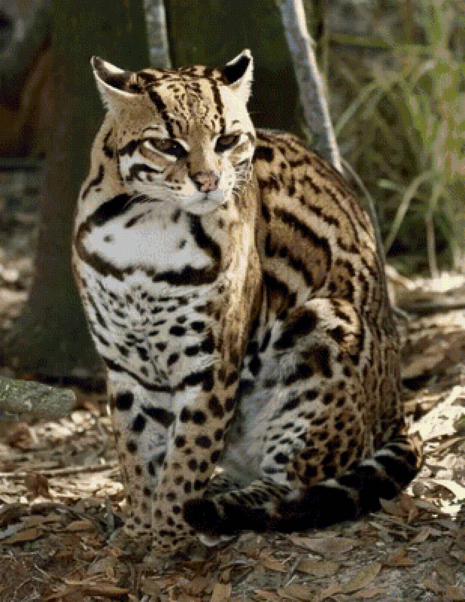 киса - предпросмотр