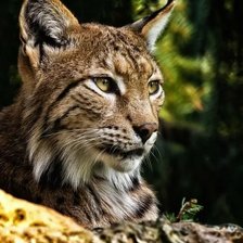 Схема вышивки «киса»