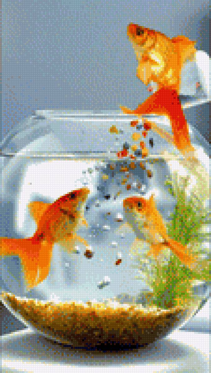 Золотые рыбки в аквариуме - рыбки, животные, аквариум. домашние любимцы, золотая рыбка - предпросмотр