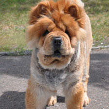 Схема вышивки «Чау-чау летом»