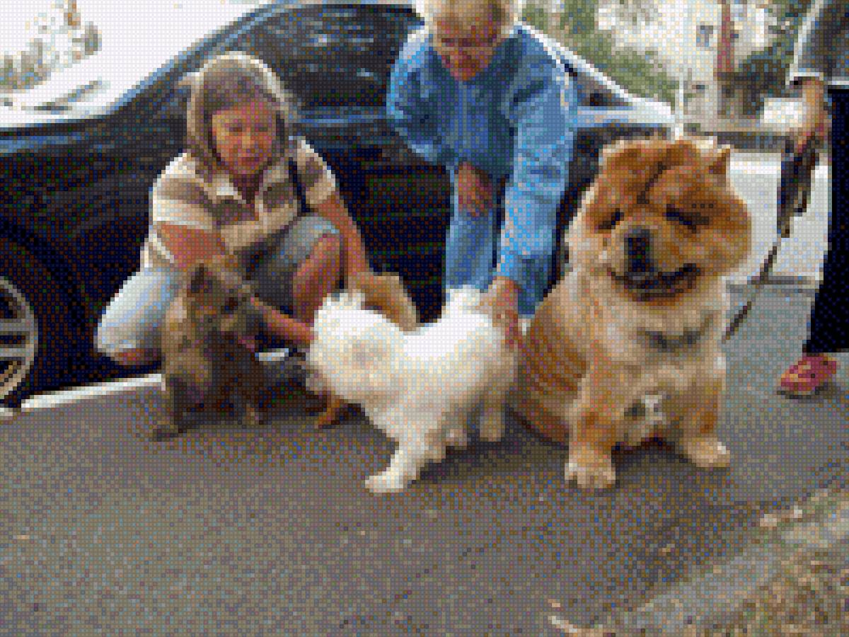 Чау-чау,керн терьер,цветная болонка, лето - собака, цветная болонка, домашниелюбимцы, чау-чау, лето, керн терьер - предпросмотр