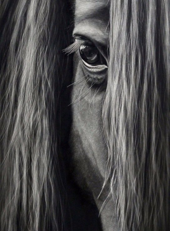 Из под челки коня глаз пристально смотрит - око, животные, конь, глаз, картина, челка - оригинал