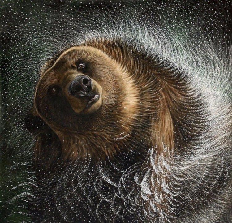 Медведь купается - фото, дикие животные, мишка, медведь, купание, брызги - оригинал