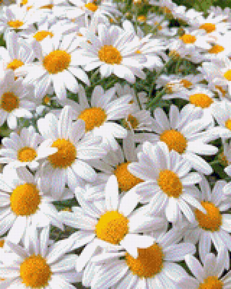 Ромашковый ковер - картина, ковер. поле, ромашки, заставка, открытка - предпросмотр