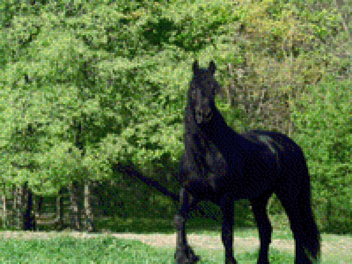 Черный конь - лето, картина, конь, черный конь - предпросмотр