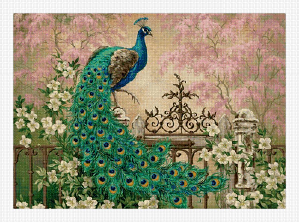 Павлин - павлин, сад, птицы - предпросмотр