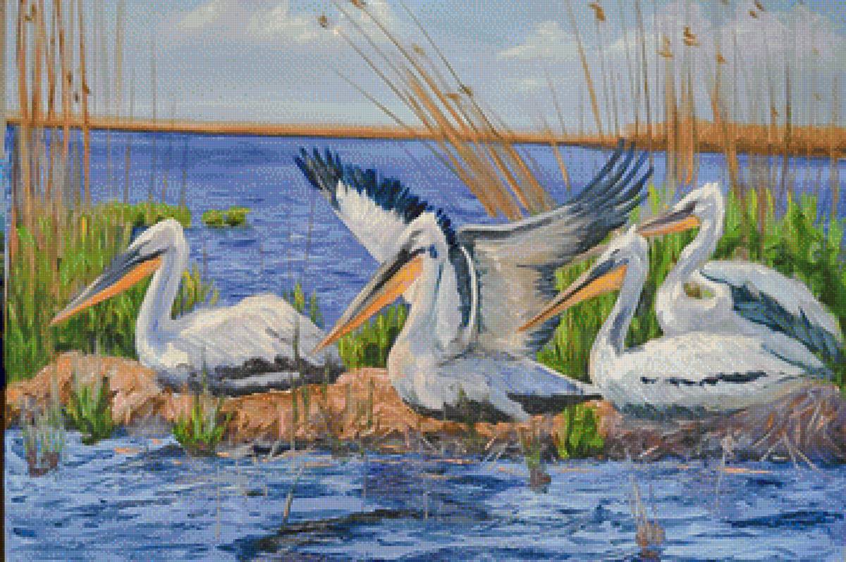 Pelicans. - seascenes.birds. - предпросмотр