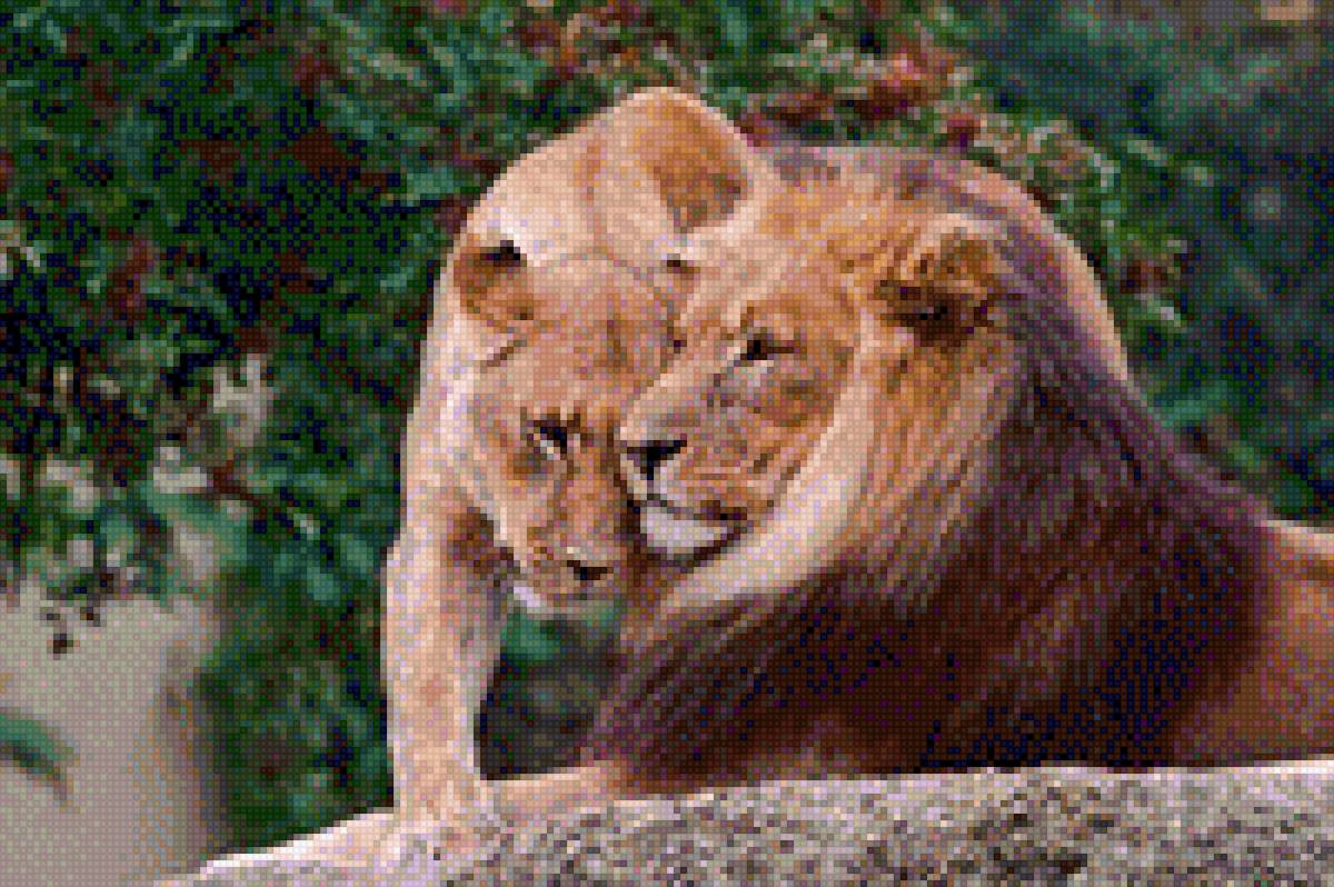 Заигрывание львов - звери, пара львов, природа, дикие звери, львы, саванна, лев - предпросмотр