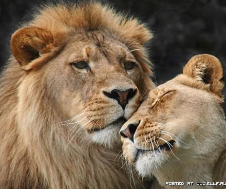 Львы на отдыхе - пара львов, львы, дикие звери, природа, саванна, лев, звери - оригинал